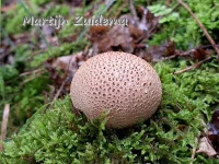 Sclerodermataceae